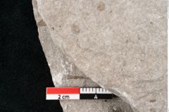 Foto (Detailansicht) von Zostera ungeri Ettingshausen (NHMW-GEO-2024-0188-6656)